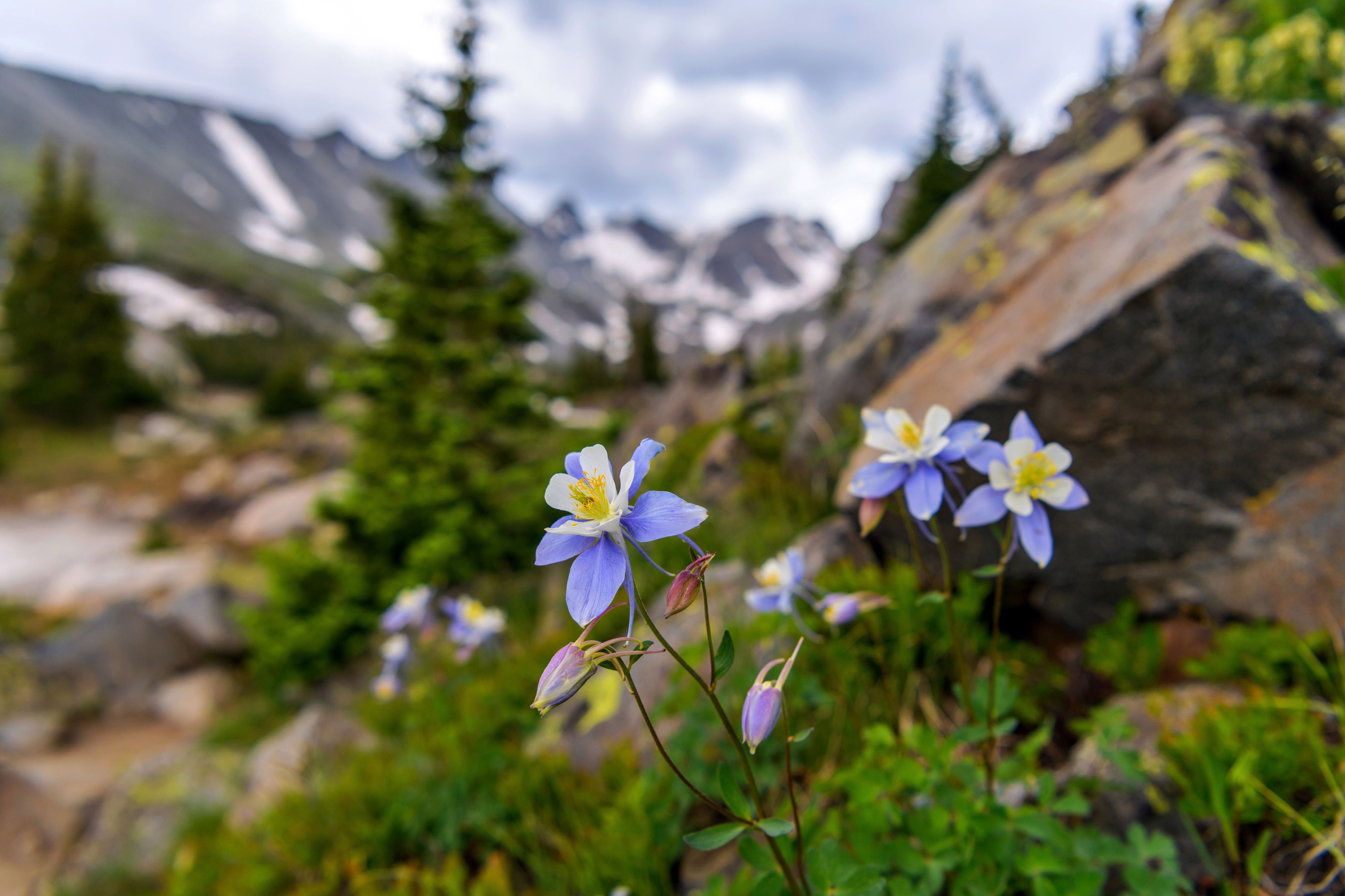Columbines in the mountains of Colorado.