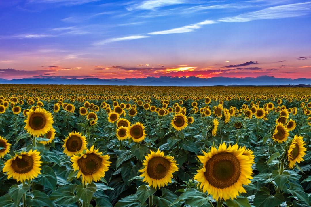 Sunflower field in Colorado.